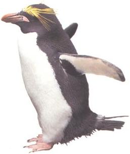 BILD: Pinguin